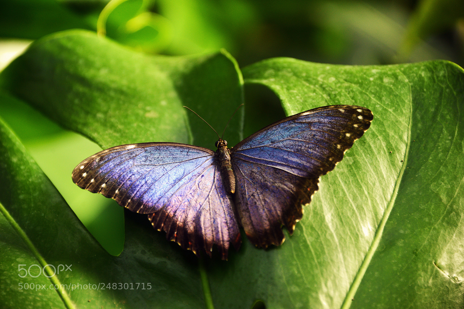 Nikon D800 sample photo. Butterfly photography