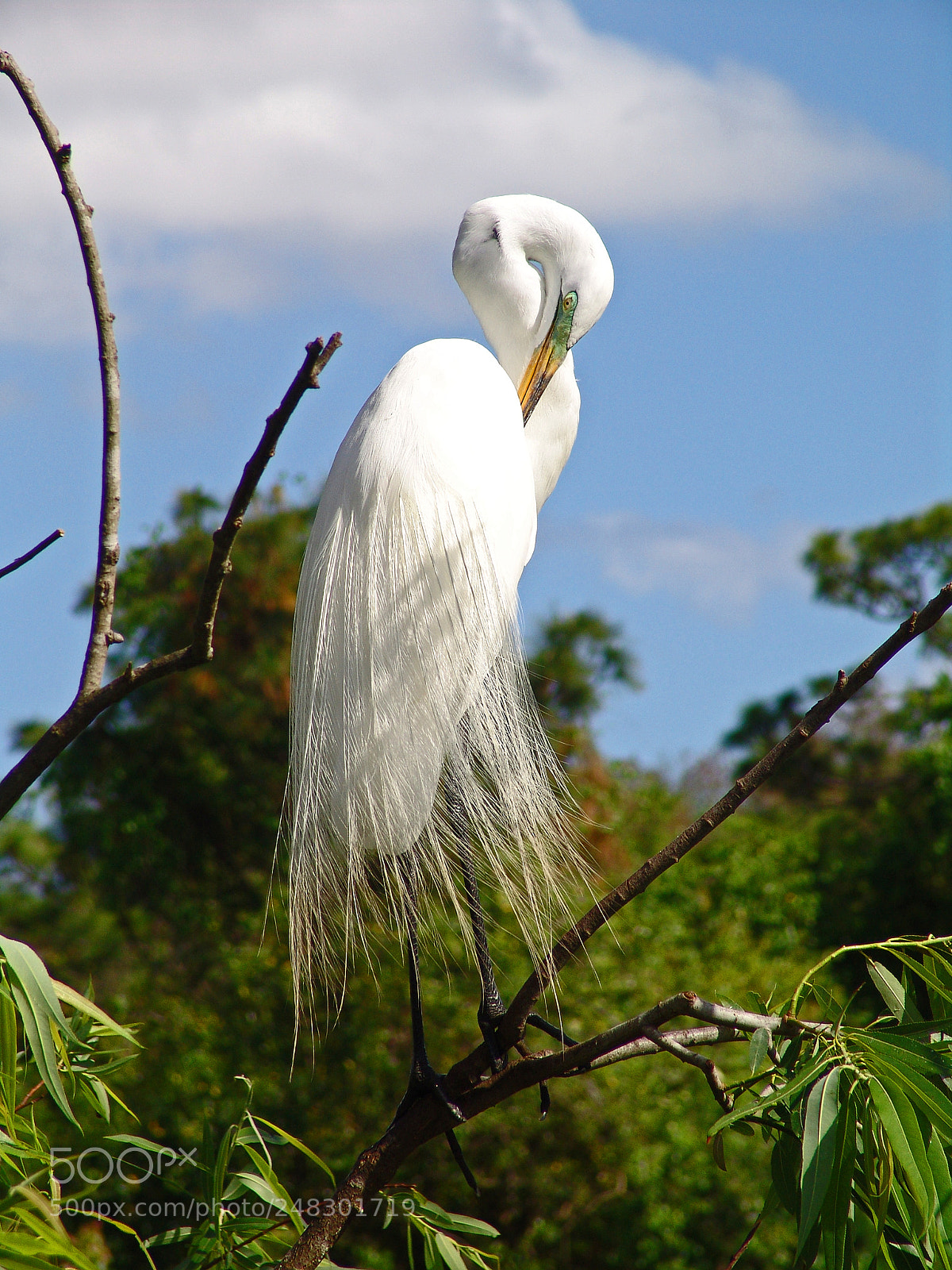 Sony DSC-F828 sample photo. Egret photography