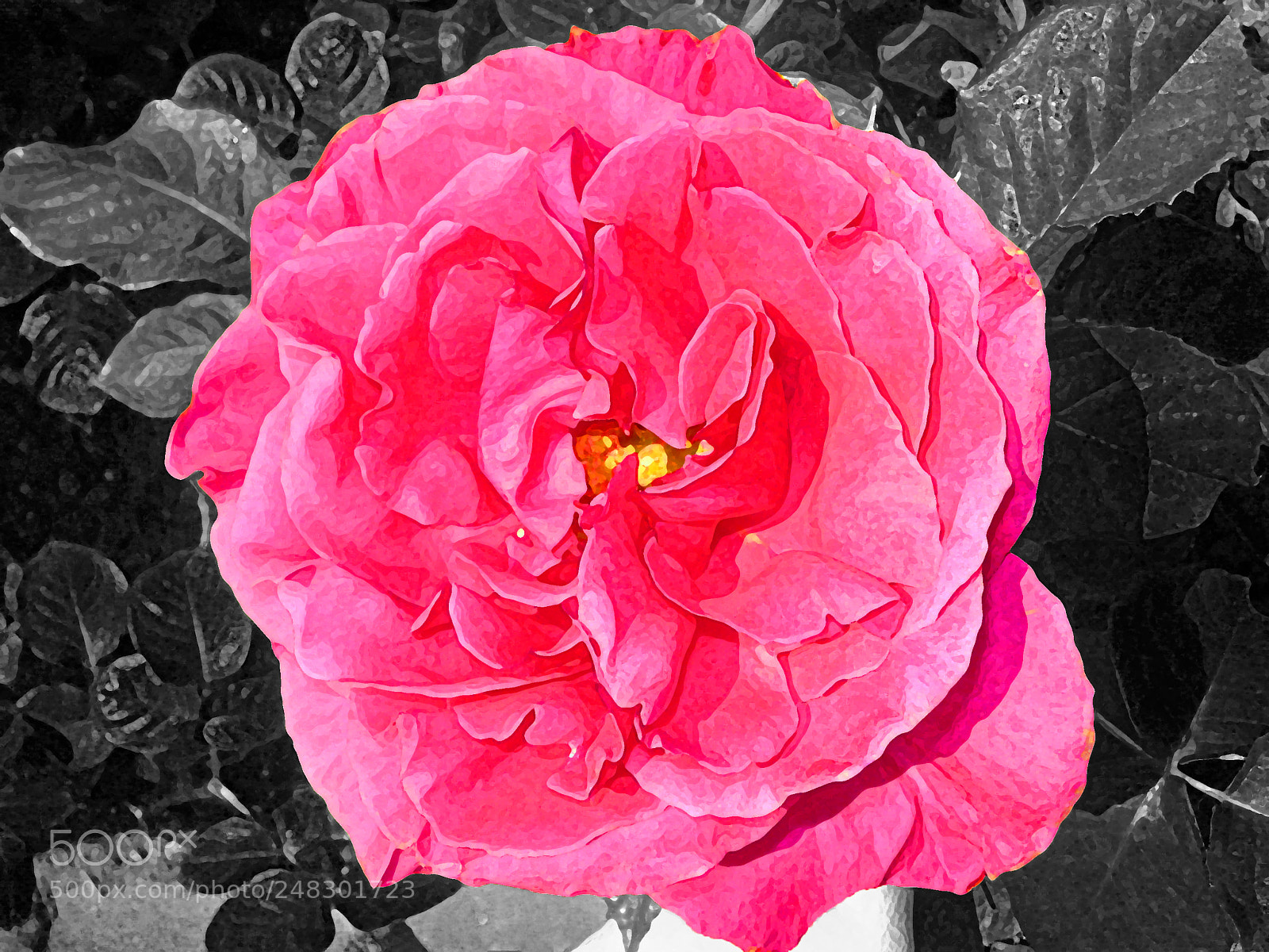 Sony DSC-W55 sample photo. Flower painting b&w photography