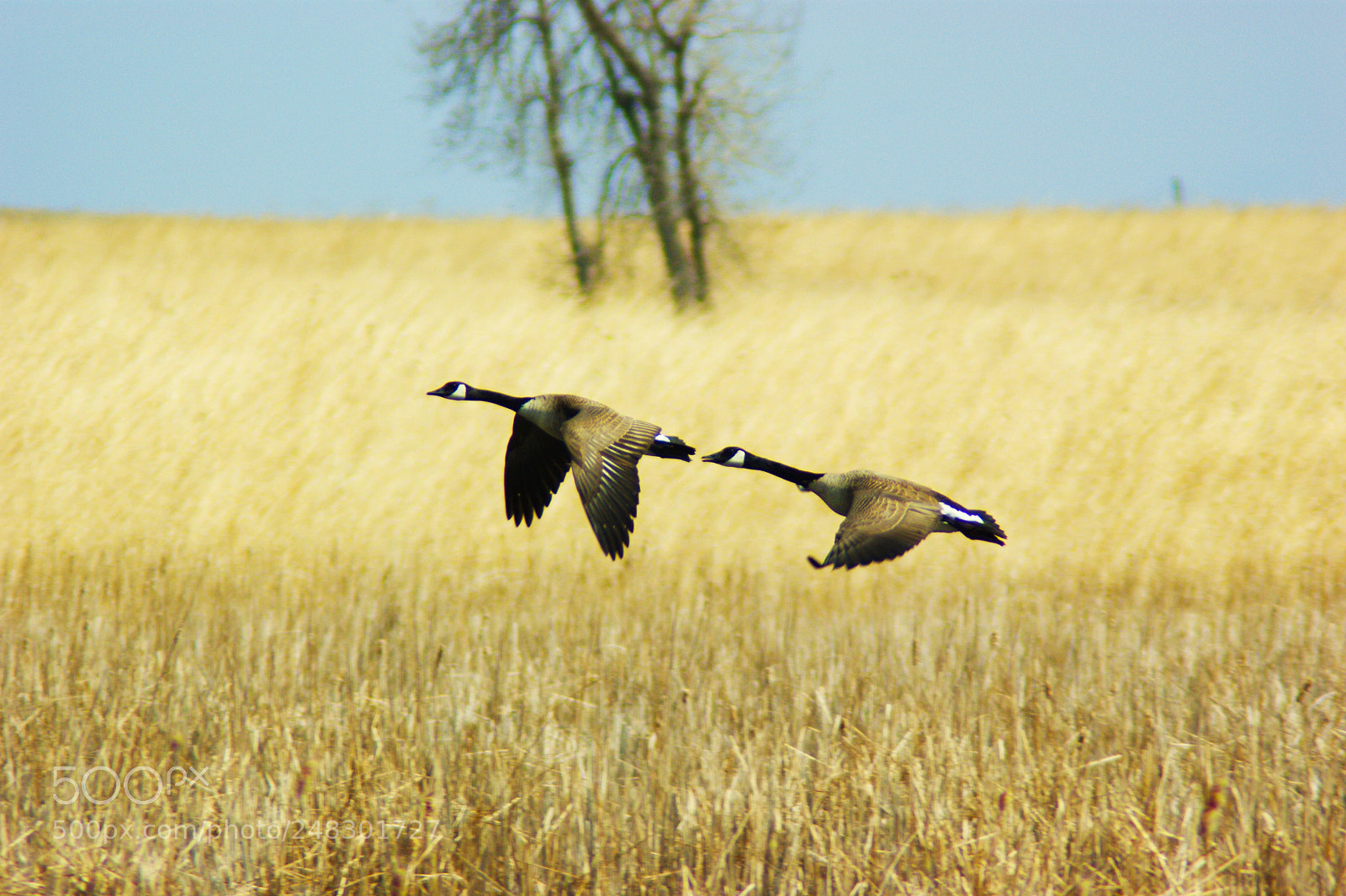 Sony Alpha DSLR-A350 sample photo. Goose in flight photography