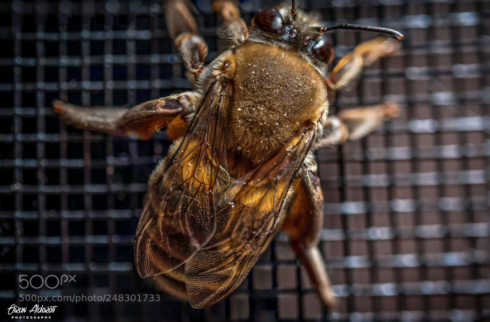 Nikon D610 sample photo. Crinsect photography