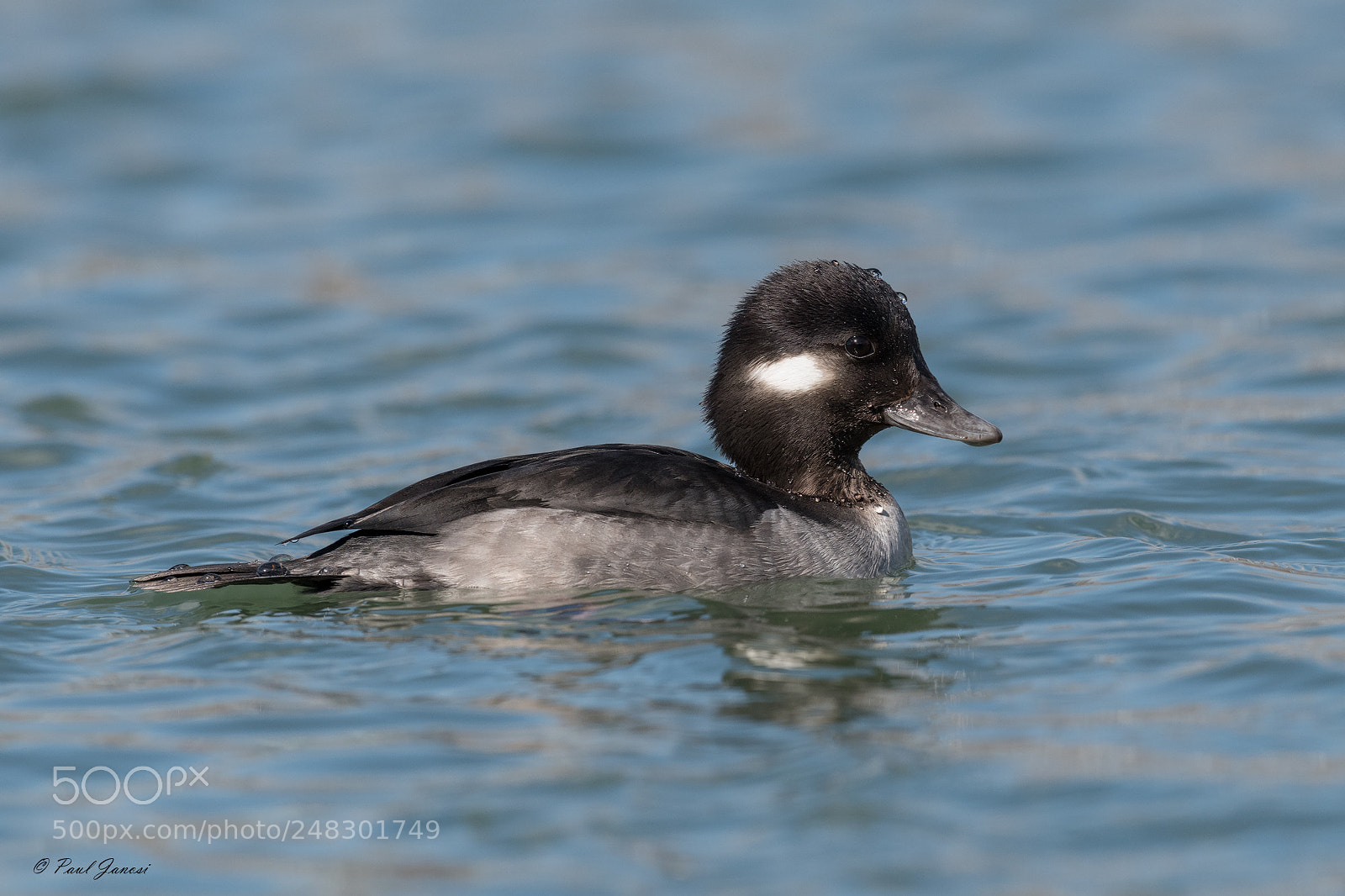 Nikon D850 sample photo. Female bufflehead photography