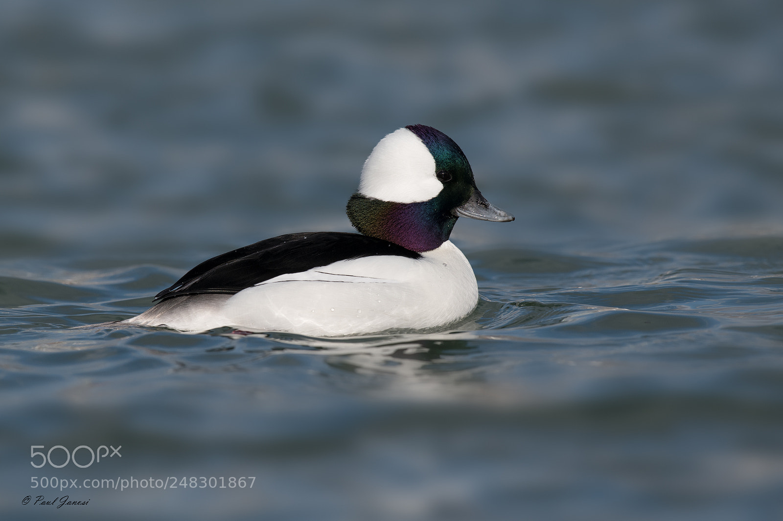 Nikon D850 sample photo. Bufflehead duck drake photography