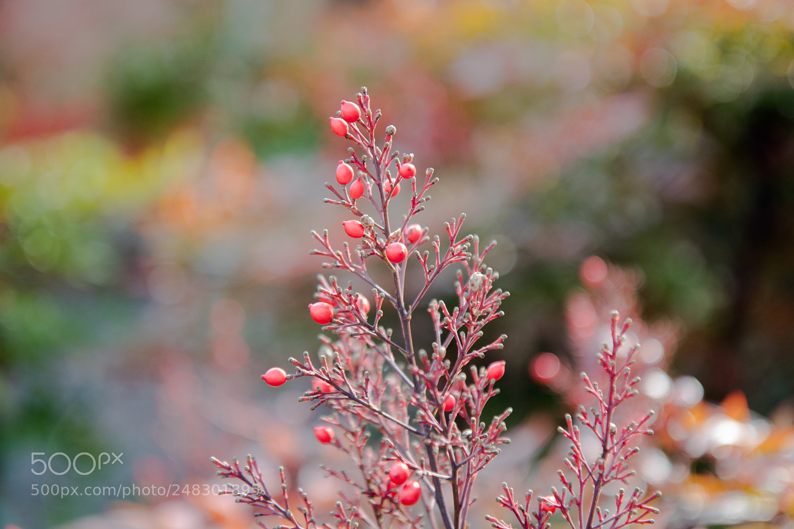 Canon EOS 80D sample photo. Untitled photography