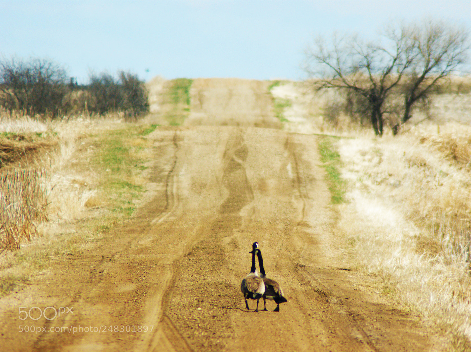 Sony Alpha DSLR-A350 sample photo. Goose on road photography