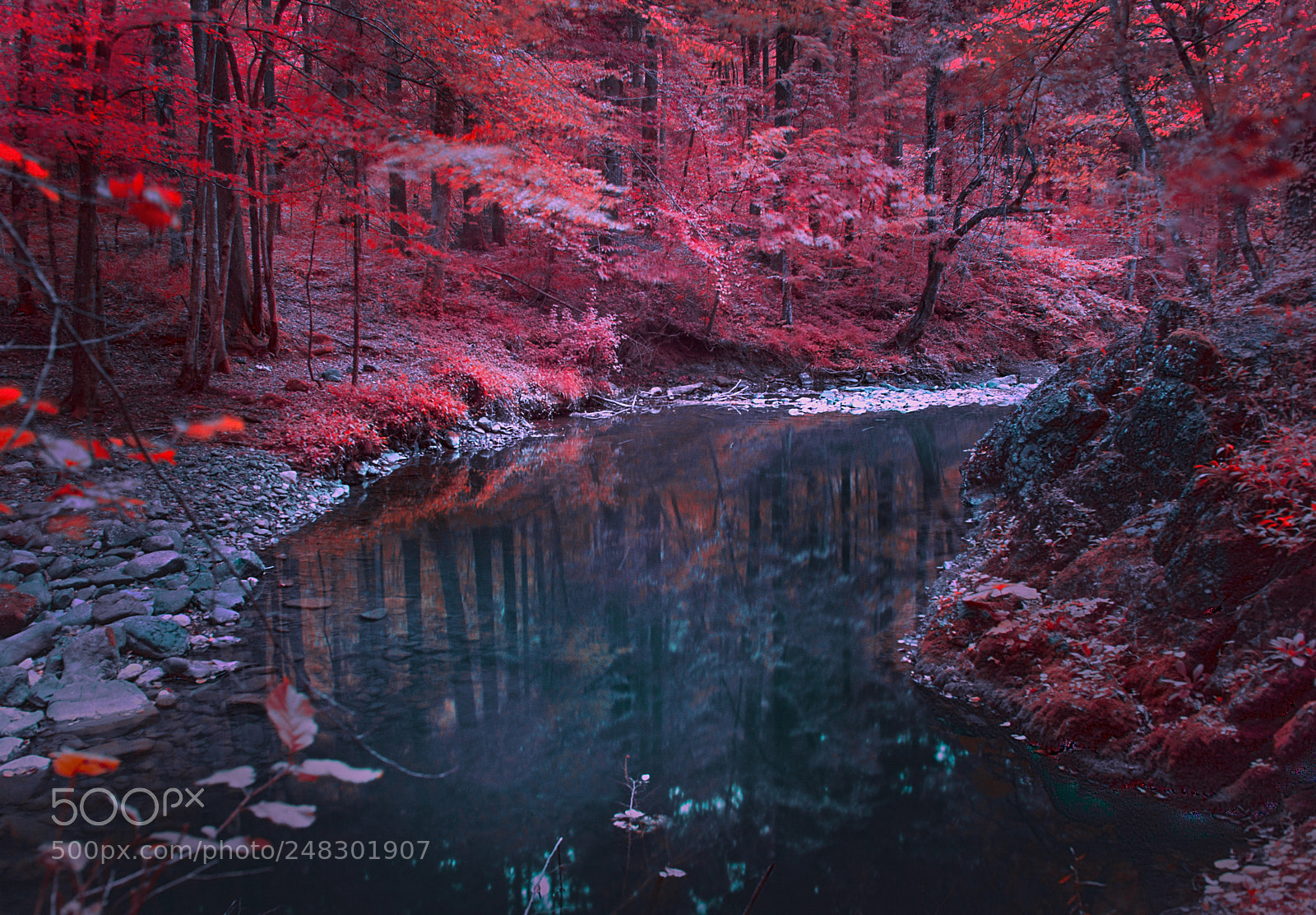 Nikon D610 sample photo. View of forest photography