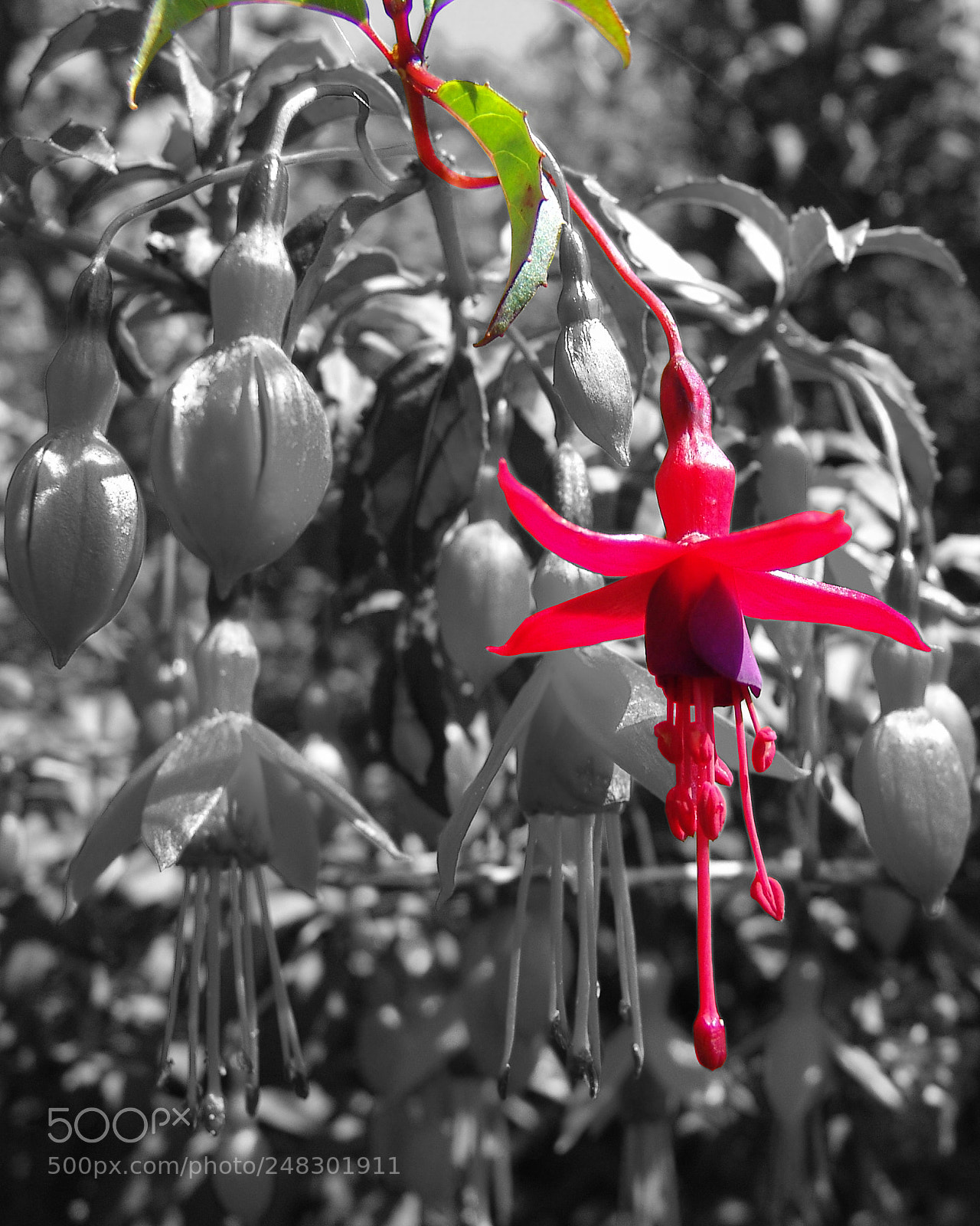 Sony DSC-F828 sample photo. Hanging flower bnw photography