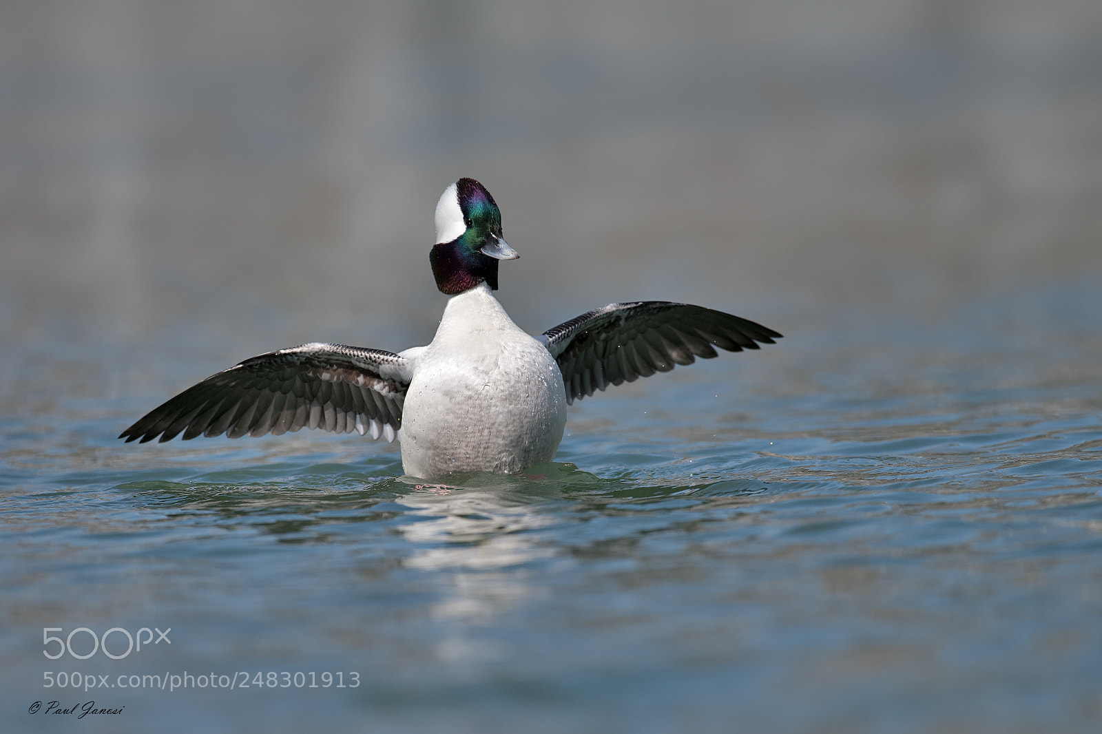 Nikon D850 sample photo. Bufflehead drake wingflap photography