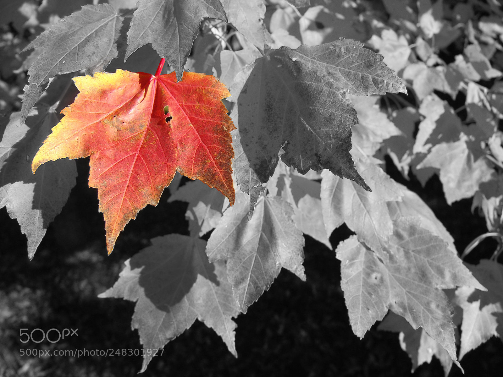 Sony DSC-F828 sample photo. Leaves b w and photography
