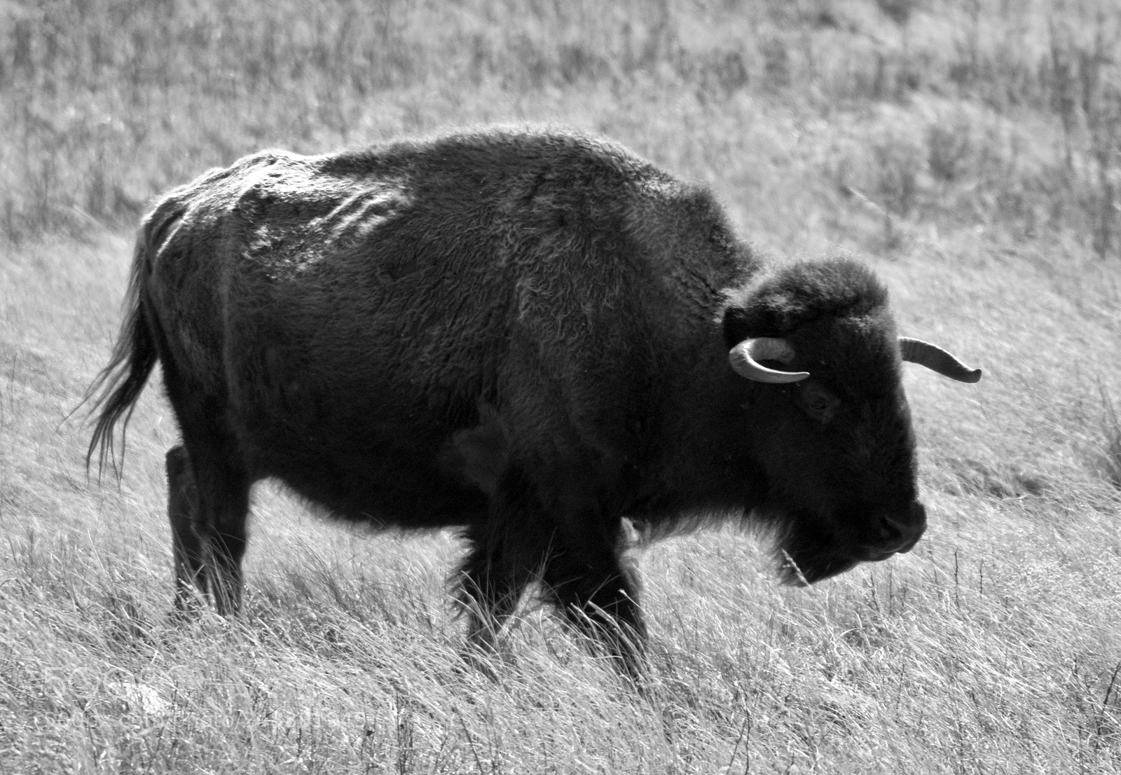 Sony Alpha DSLR-A350 sample photo. Buffalo on grass photography