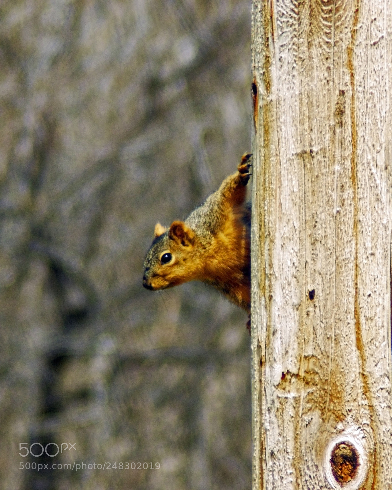 Sony Alpha DSLR-A350 sample photo. Squirrel photography