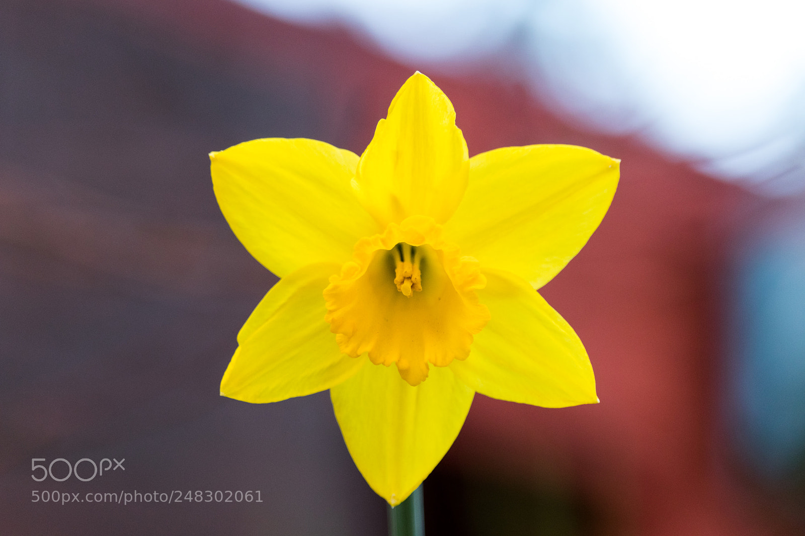 Canon EOS 80D sample photo. Beautiful daffodil photography