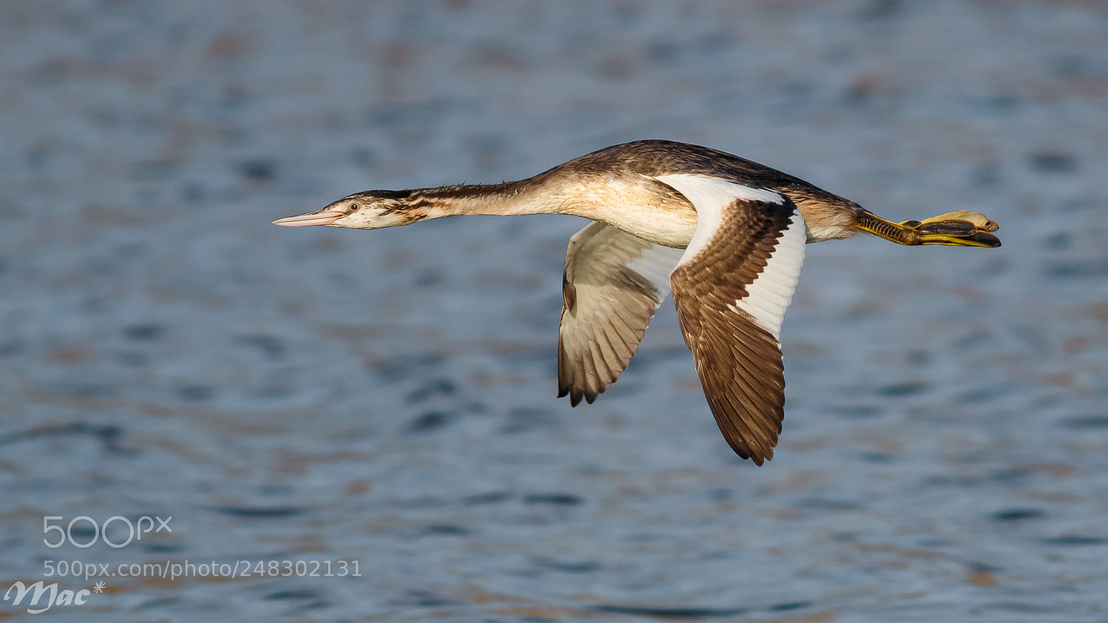 Canon EOS 7D Mark II sample photo. Grebe in flight photography