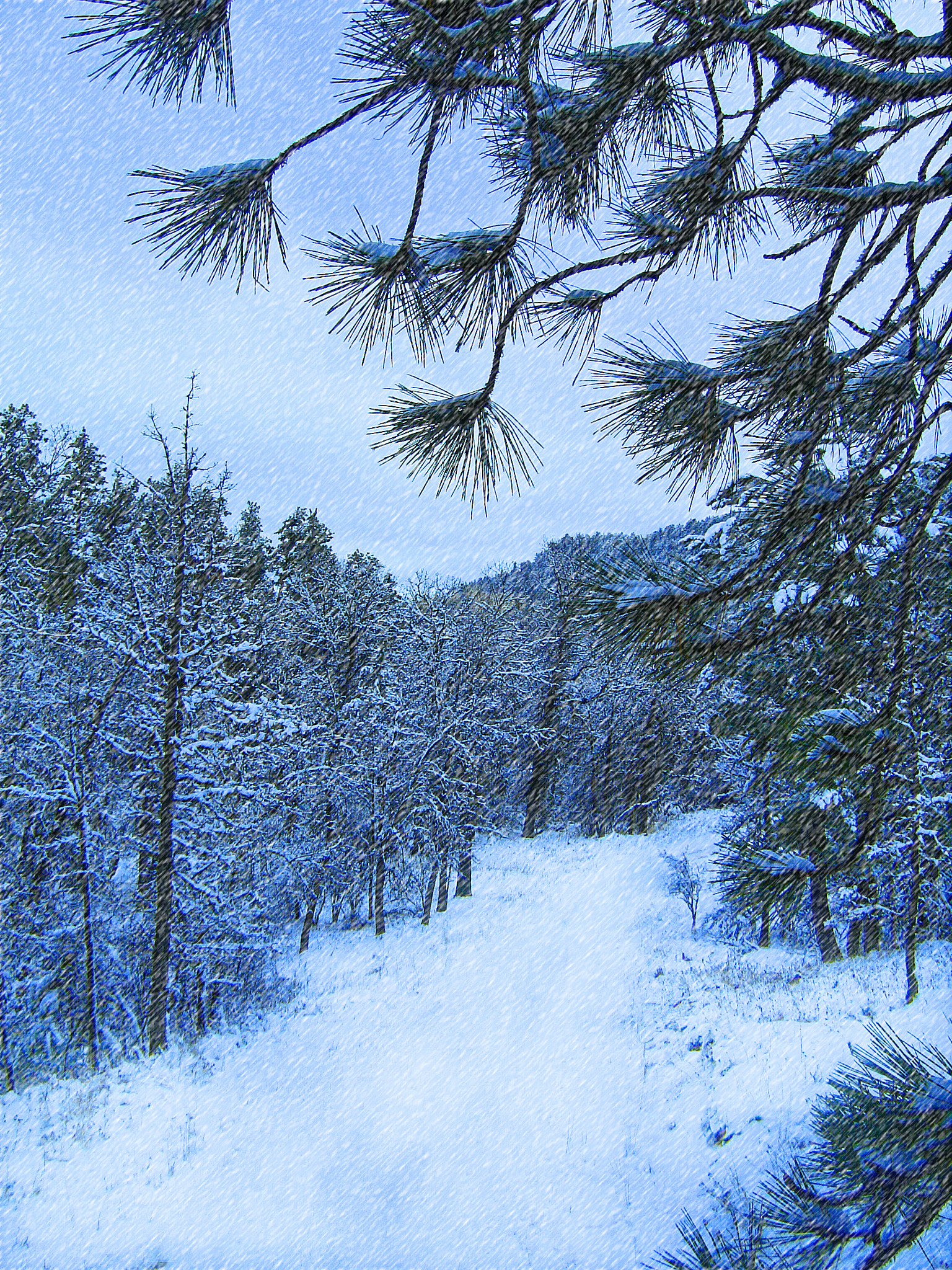 Sony DSC-S60 sample photo. Wyoming blizzard photography