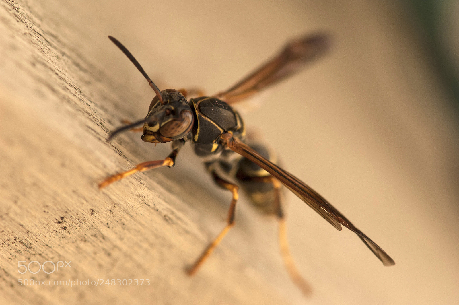 Nikon D2X sample photo. Wasp photography