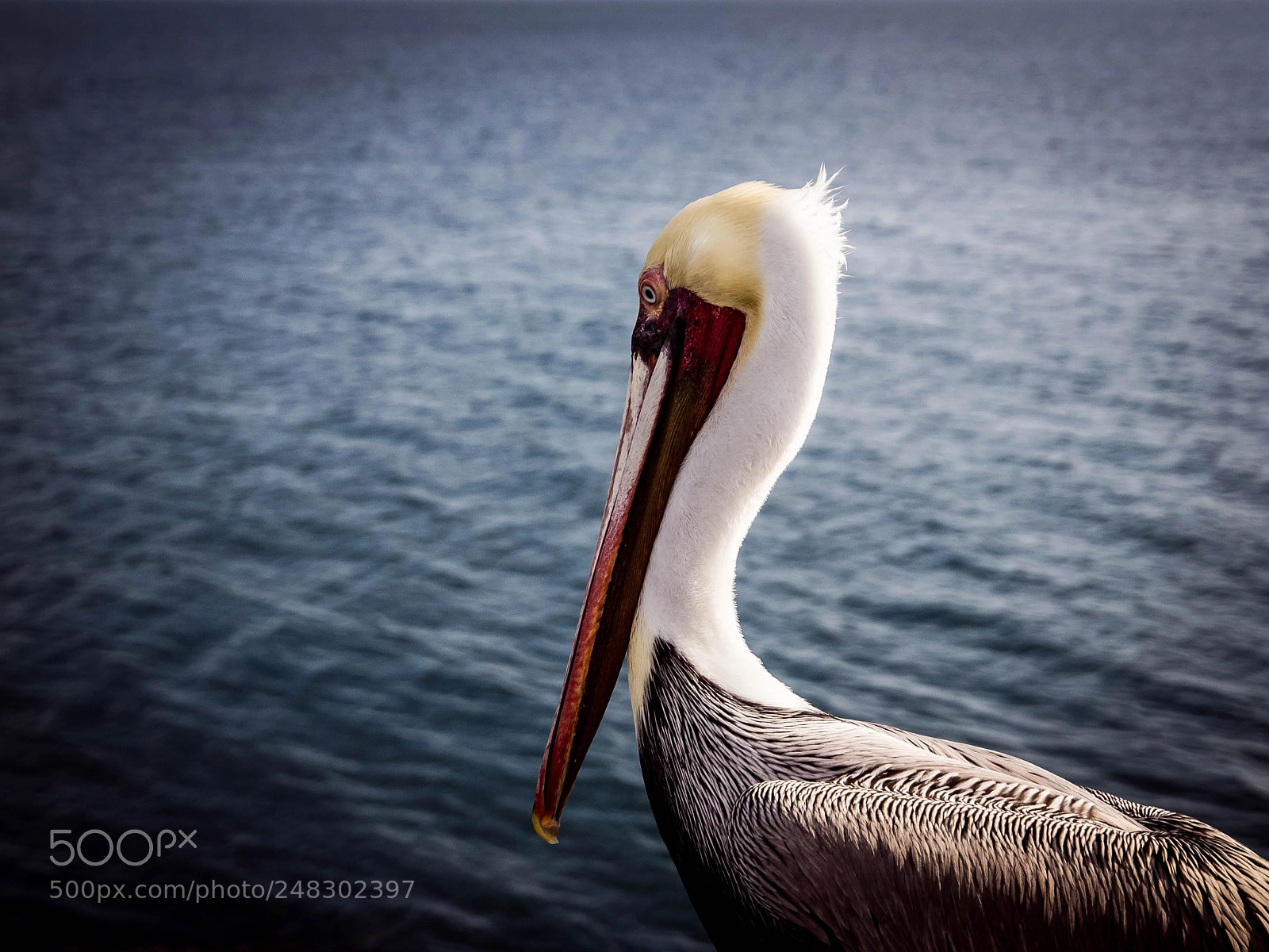 Olympus E-5 sample photo. Pelican photography