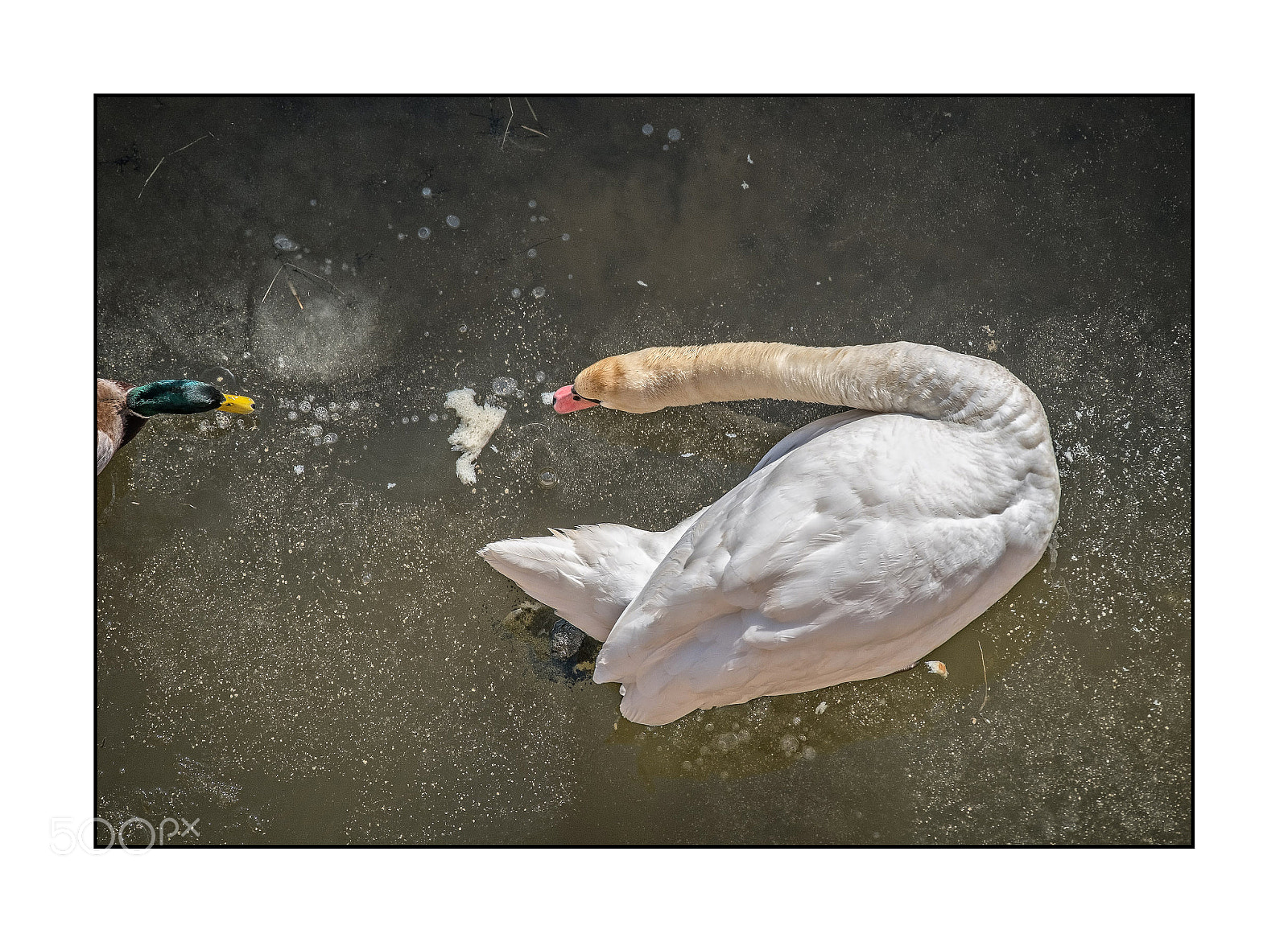 Fujifilm X-T2 sample photo. Eating swan photography