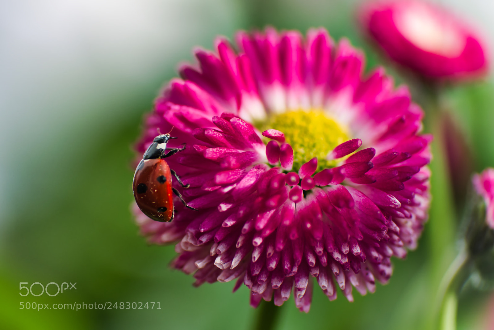 Pentax K-1 sample photo. Ladybug and the flower photography