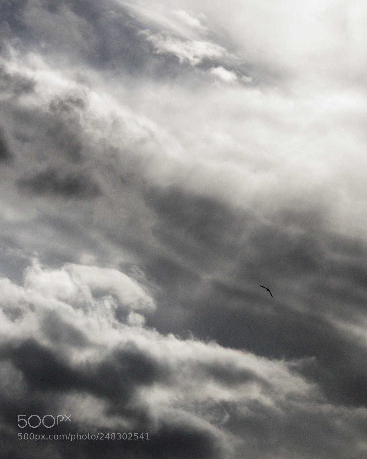 Canon EOS 550D (EOS Rebel T2i / EOS Kiss X4) sample photo. Soaring bird photography