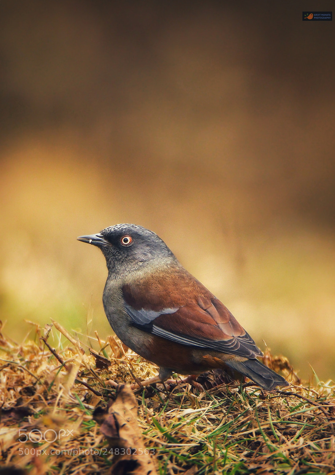 Canon EOS 760D (EOS Rebel T6s / EOS 8000D) sample photo. Maroon backed accentor........ photography