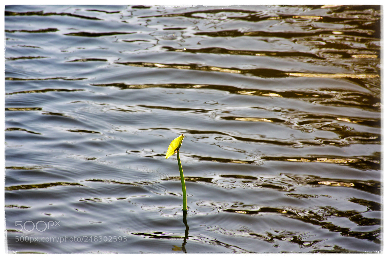 Nikon D7200 sample photo. Flower in the water photography