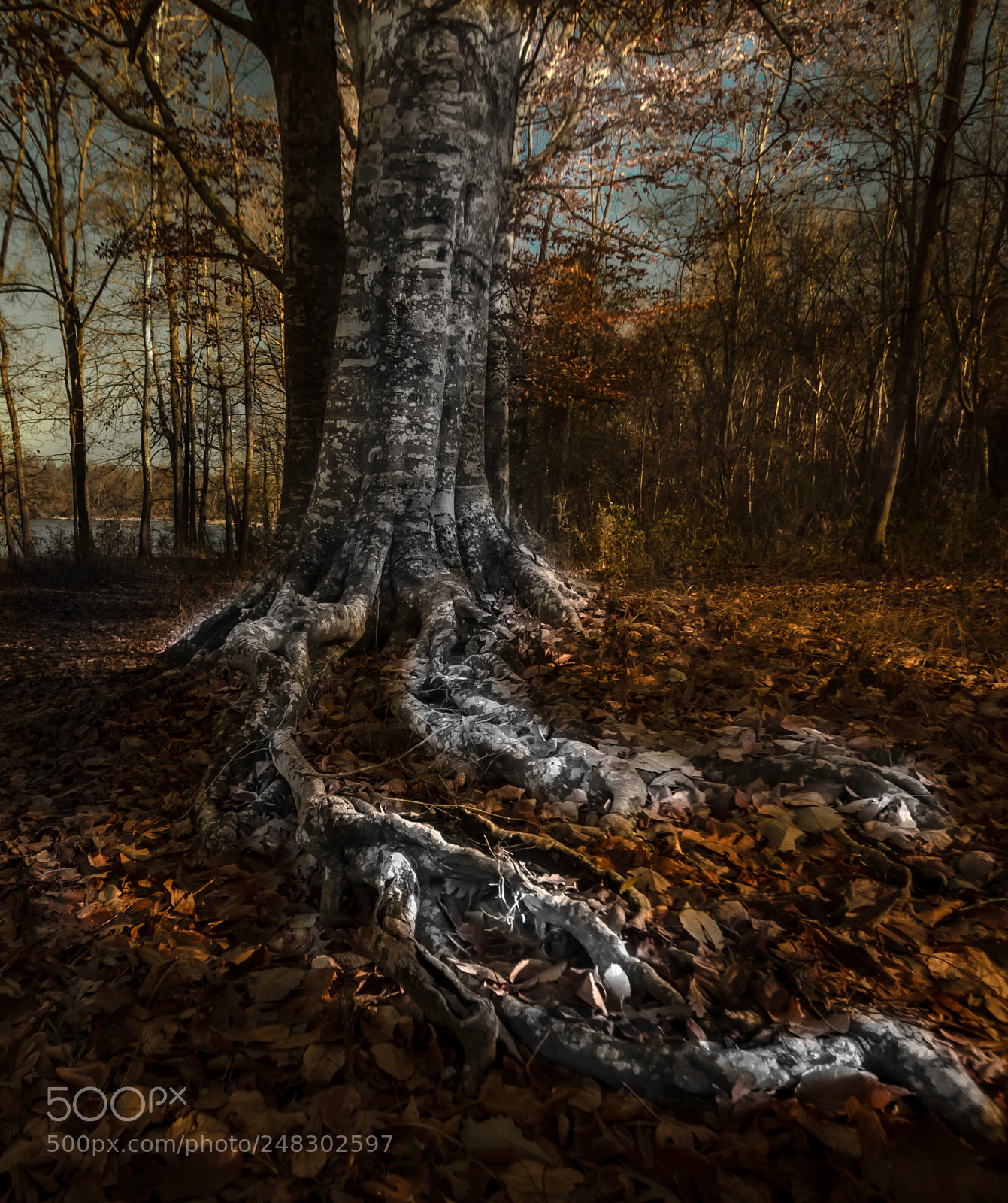 Nikon D7100 sample photo. Roots photography