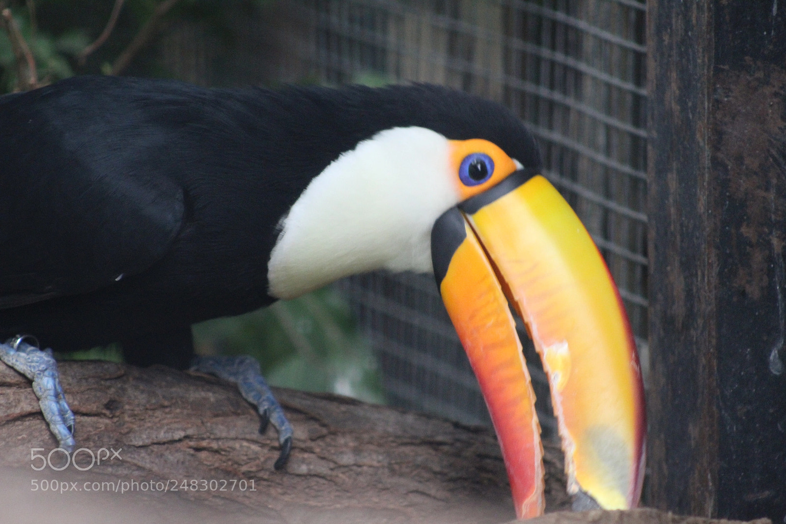 Canon EF 75-300mm f/4-5.6 sample photo. Toucan photography