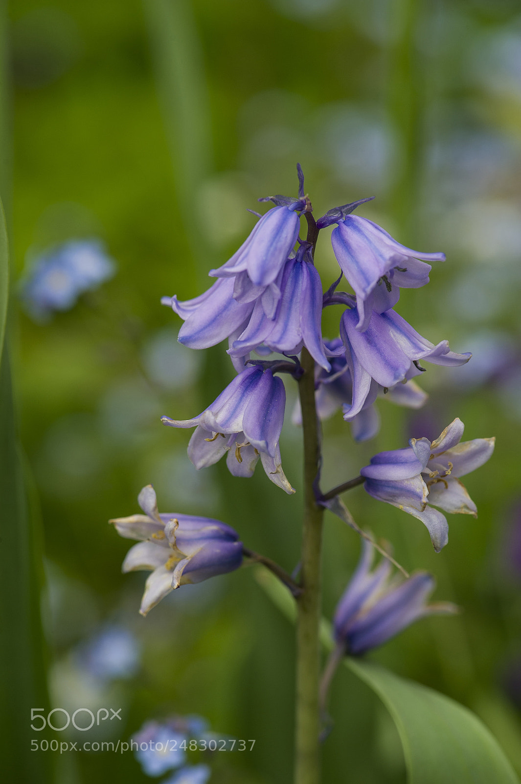 Nikon D3S sample photo. Wood hyacinth photography