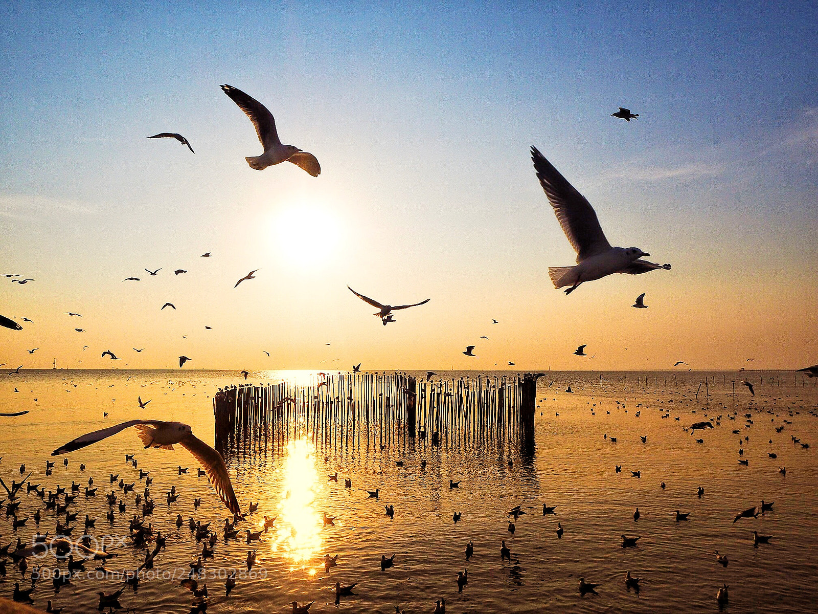 Olympus OM-D E-M10 II sample photo. Flying seagulls photography