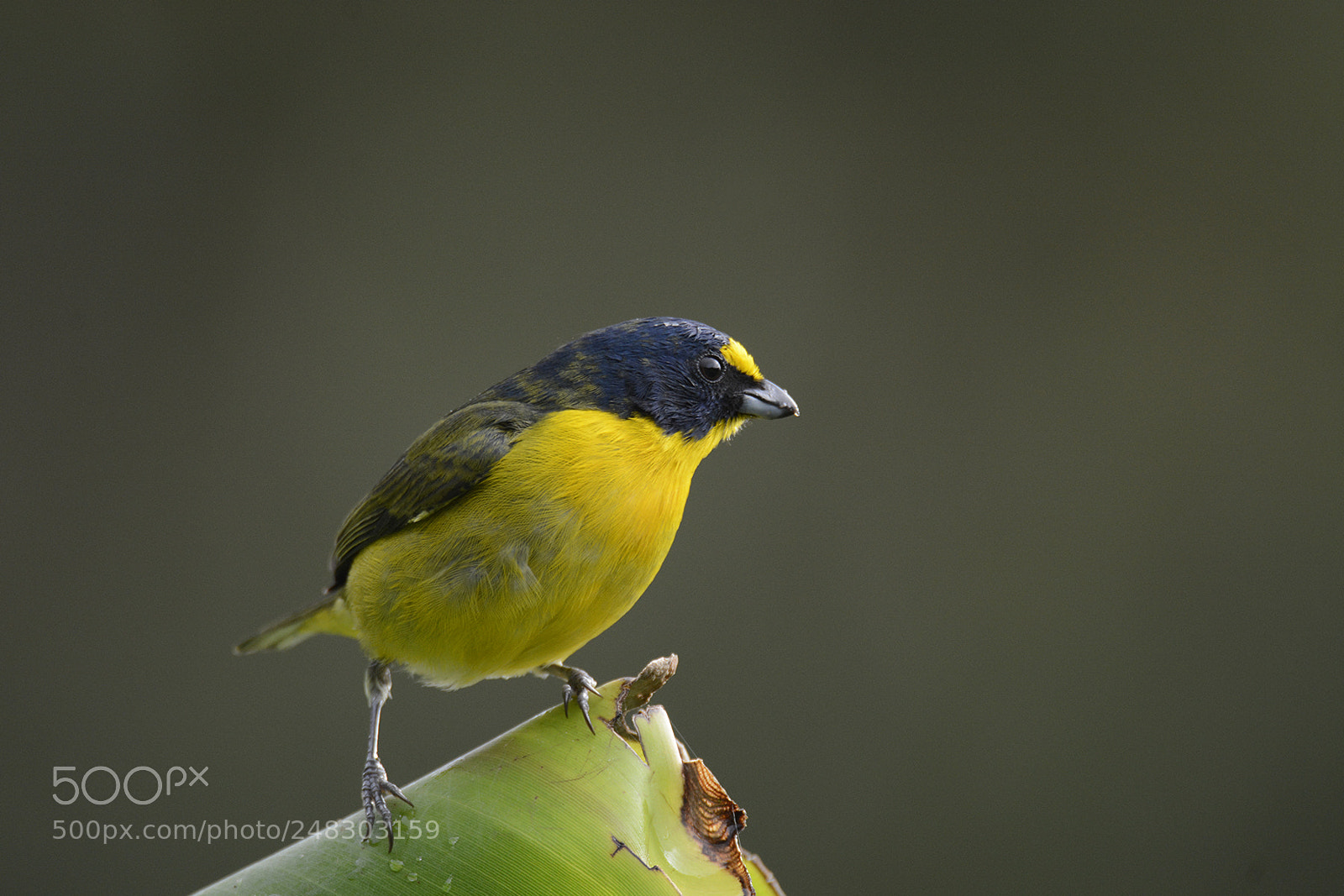 Nikon D7100 sample photo. Yellow-throated euphonia photography