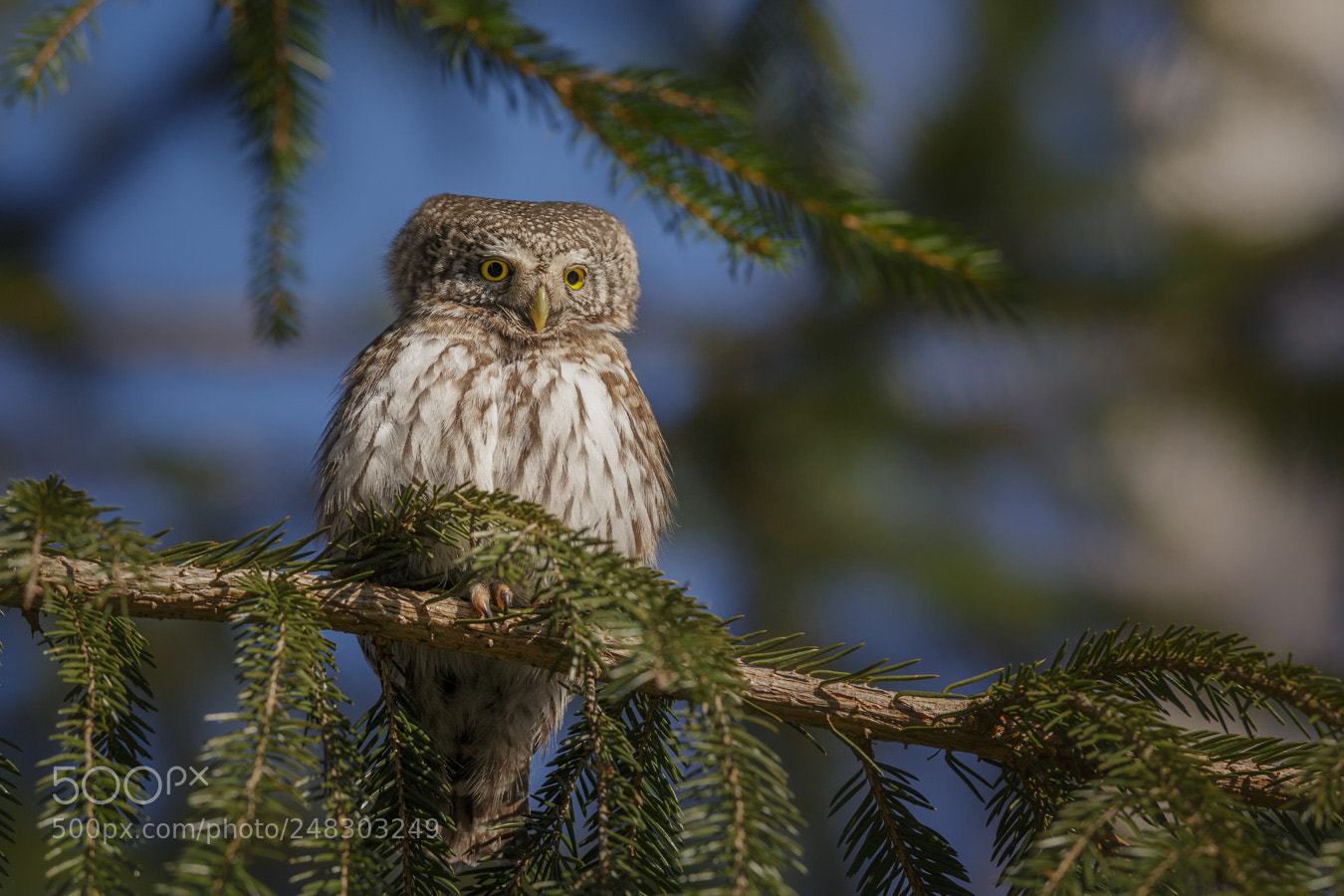 Canon EOS-1D X sample photo. Pygmy owl photography