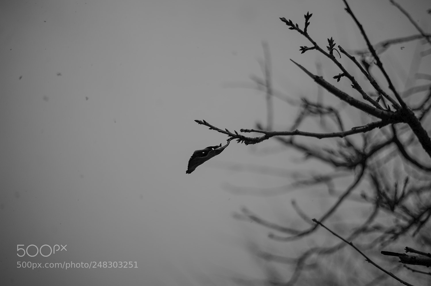 Nikon D700 sample photo. Untitled photography
