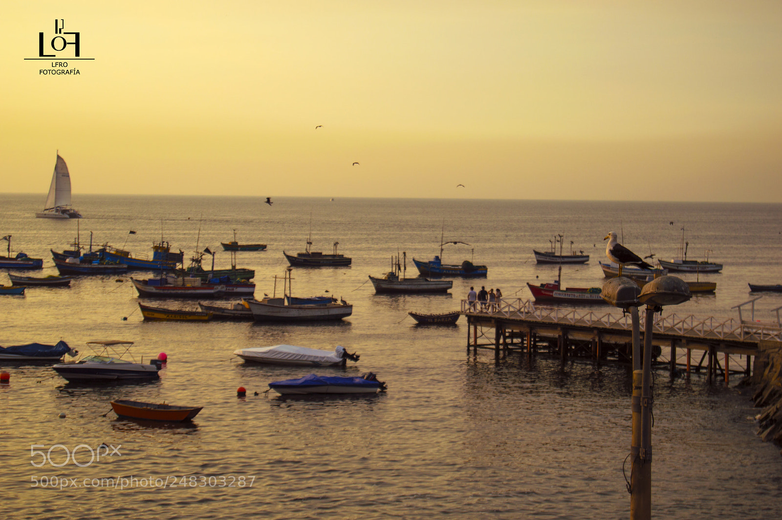 Nikon D3200 sample photo. Seagull sunset photography