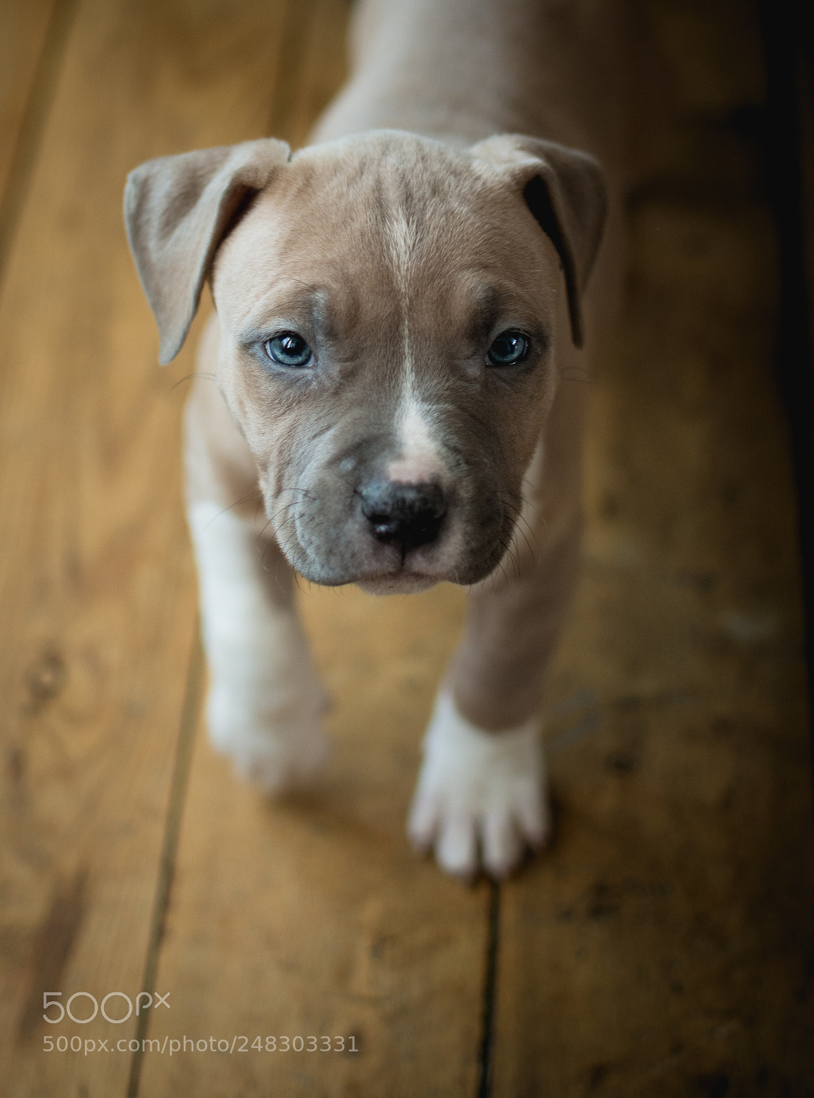 Nikon D7200 sample photo. Lilbull photography