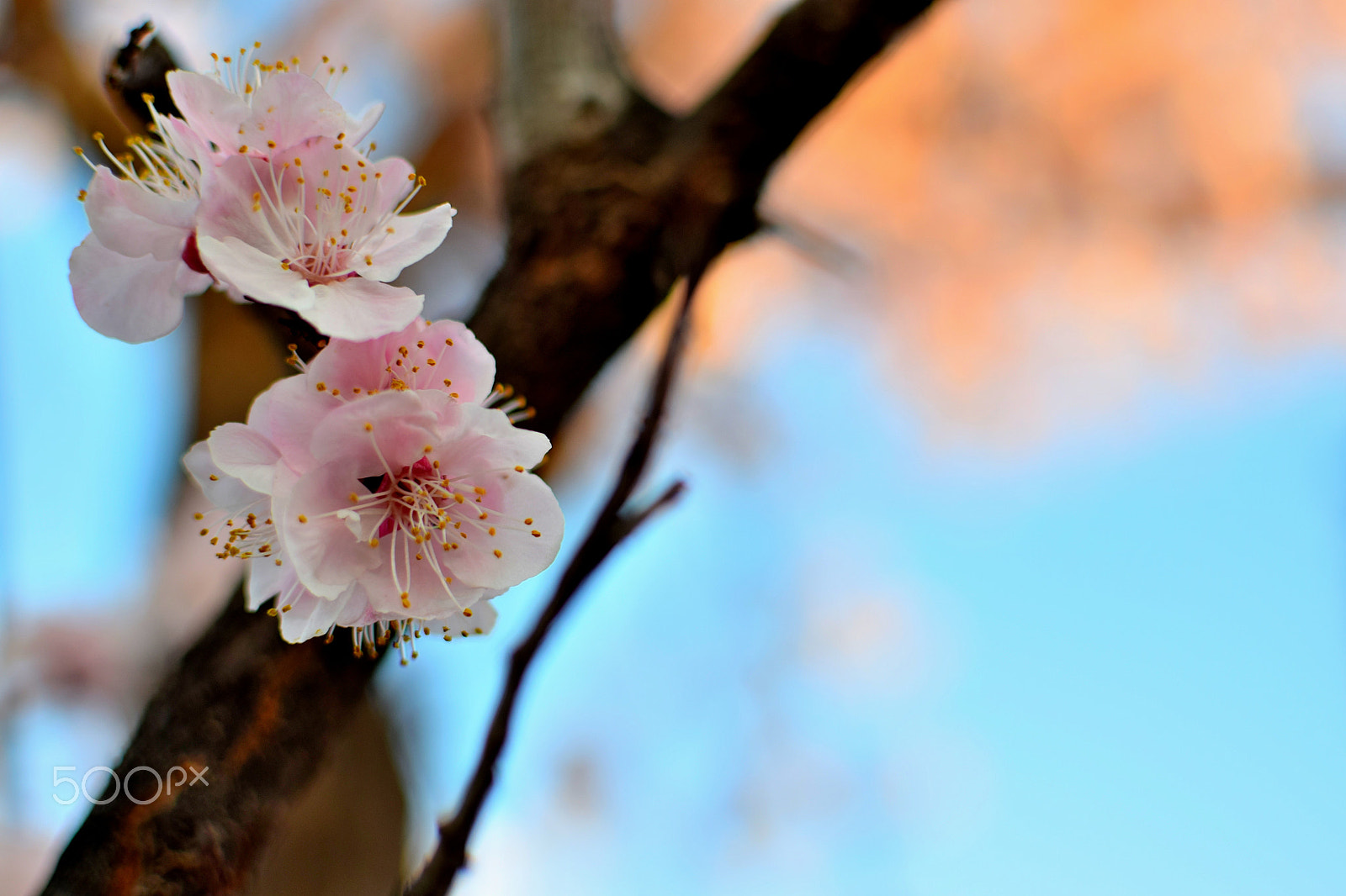 Nikon D5300 + Nikon AF-S DX Nikkor 35mm F1.8G sample photo. Blossom photography