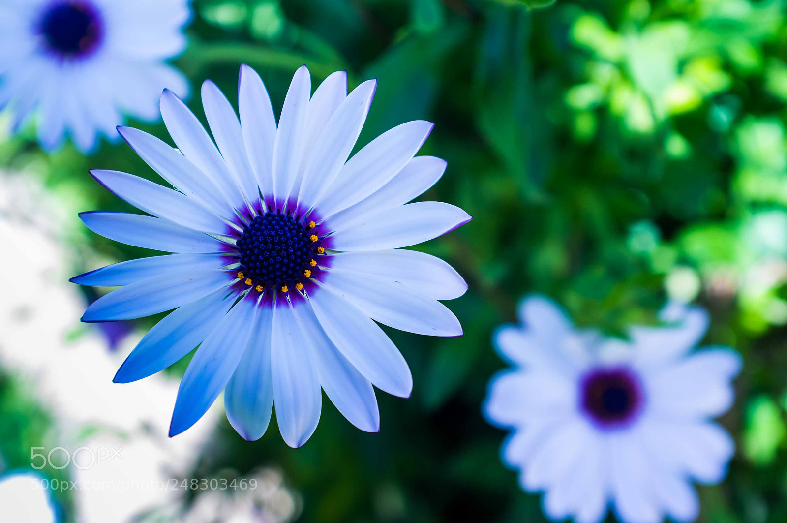 Fujifilm FinePix X100 sample photo. Untitled photography