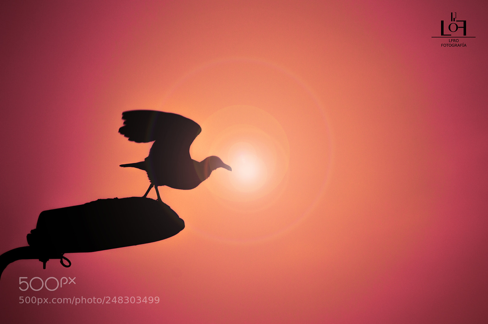 Nikon D3200 sample photo. Seagull silhouette photography