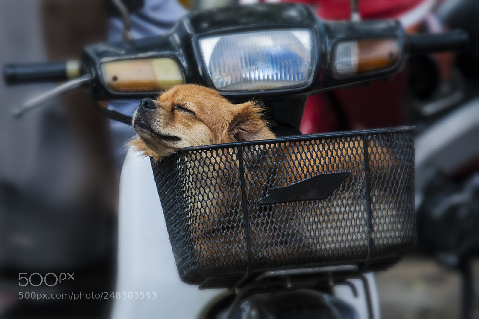 Canon EOS 5D sample photo. Little dog is sleeping photography