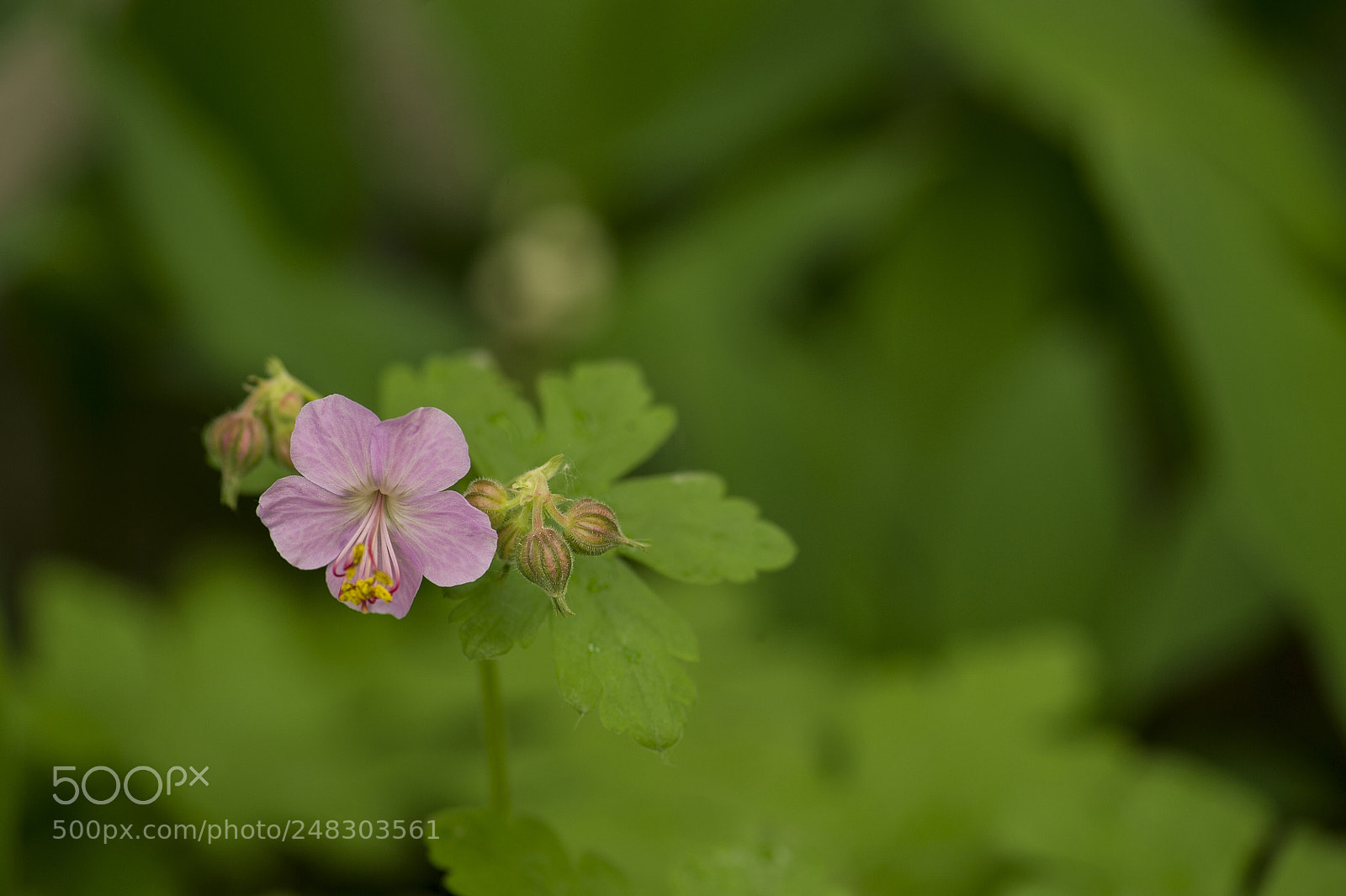 Nikon D3S sample photo. Geranium photography