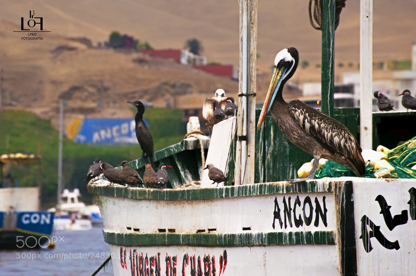 Nikon D3200 sample photo. Aves veraniegas photography