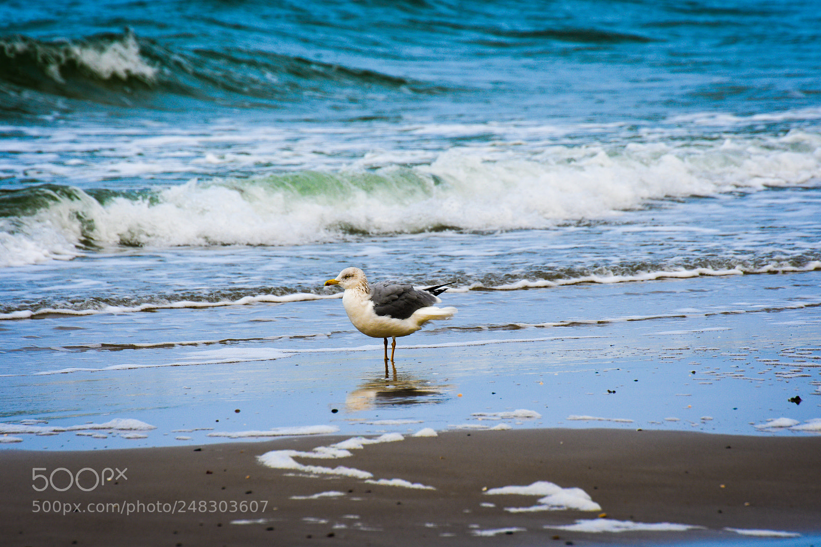 Nikon D500 sample photo. Möwe am strand photography