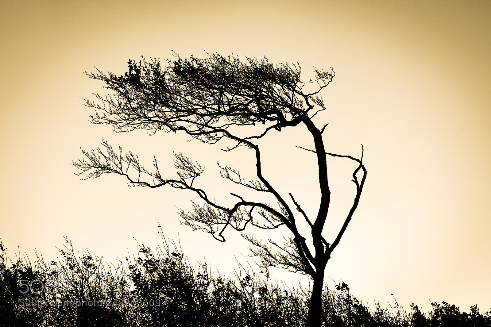 Nikon D500 sample photo. Baum silhouette photography