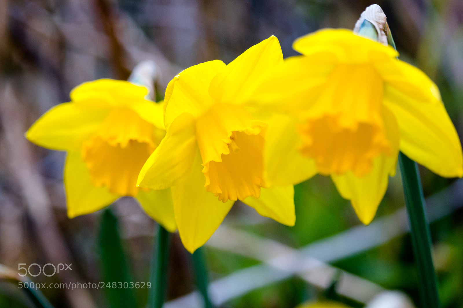 Canon EOS 80D sample photo. Beautiful daffodils photography