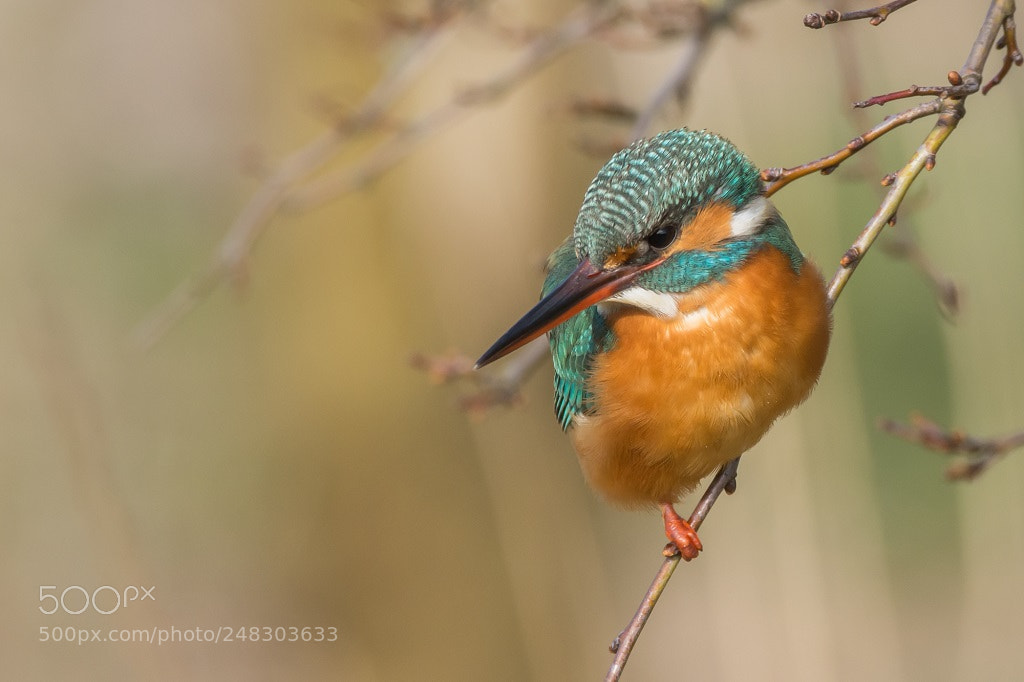 Nikon D7200 sample photo. Ijsvogel lr a bp photography