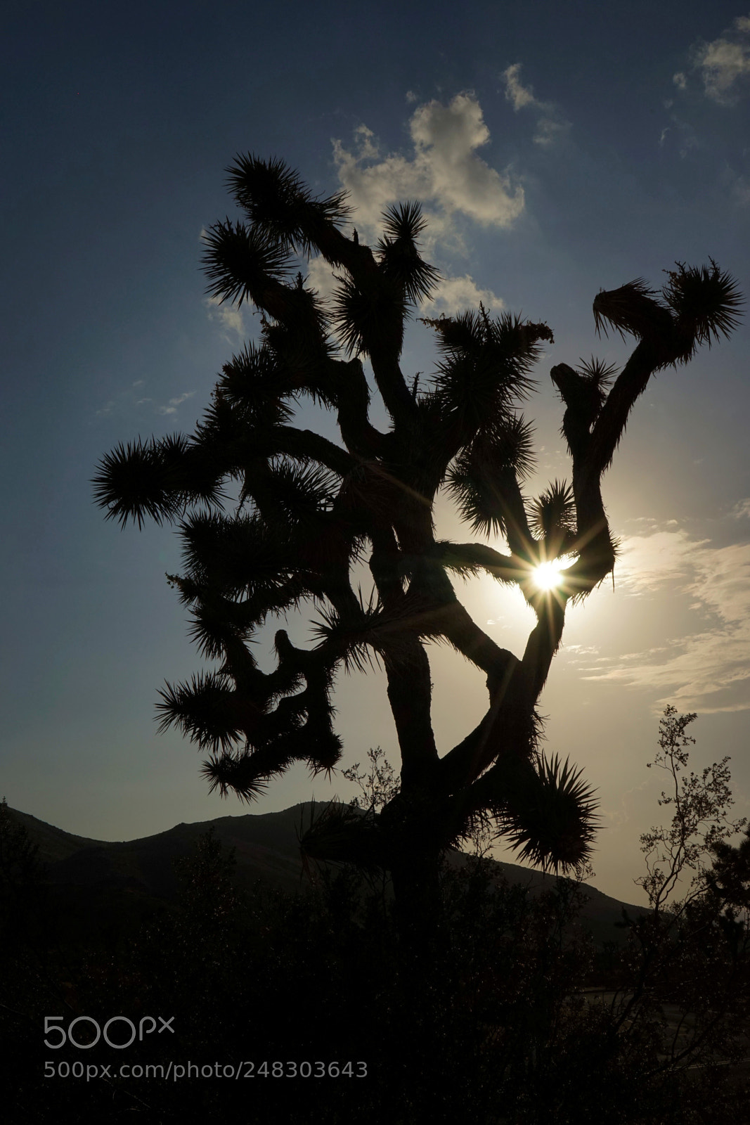 Sony a7 sample photo. Joshua's sun photography