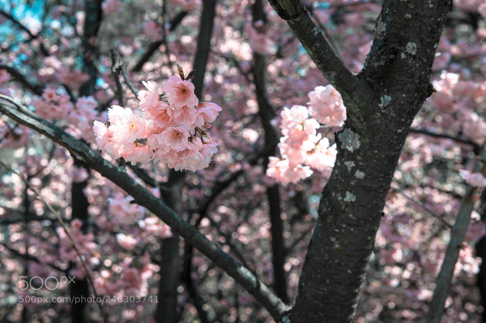 Canon EOS-1D X sample photo. 花都开好了 photography