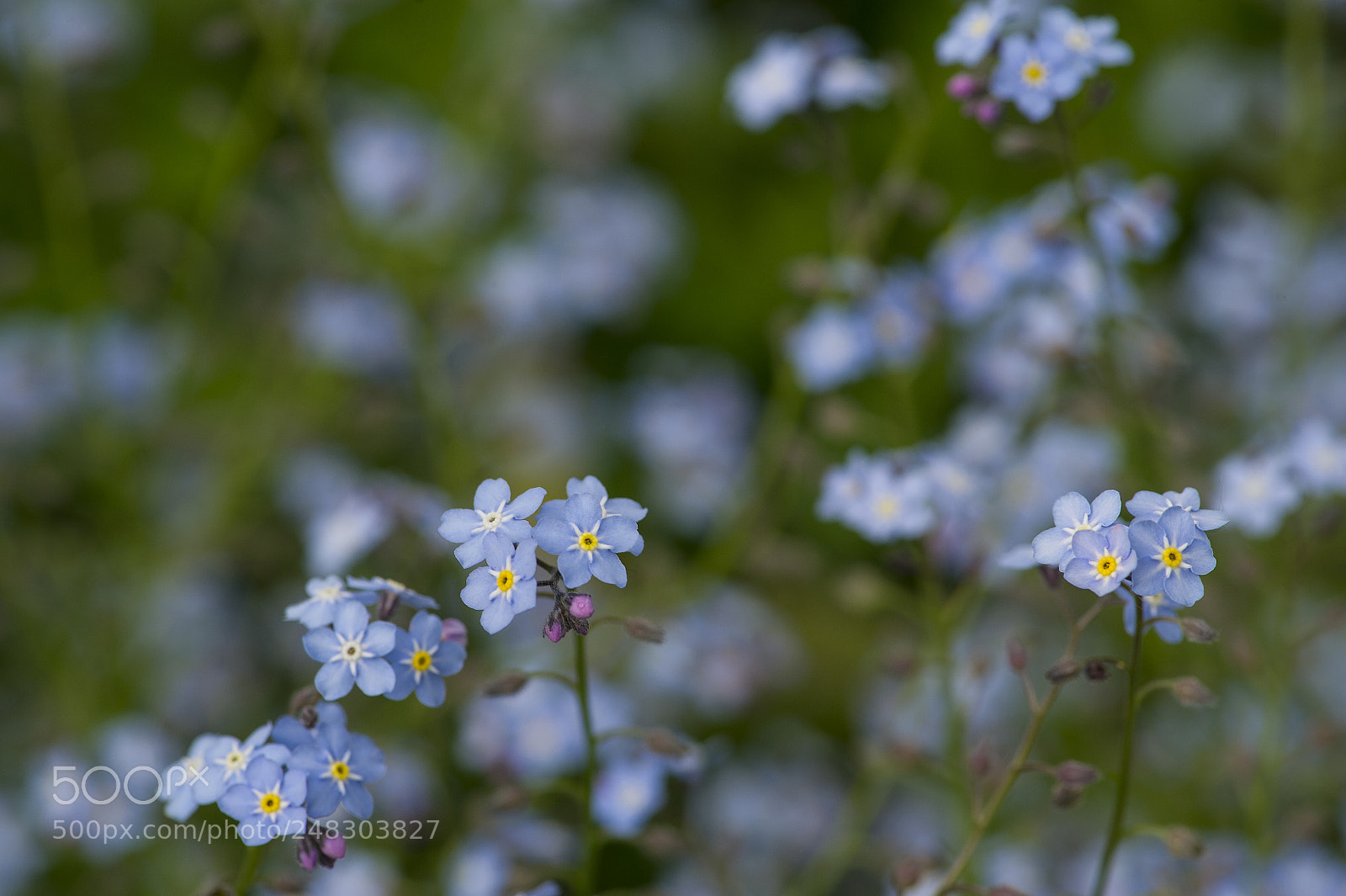 Nikon D3S sample photo. Forget-me-not photography