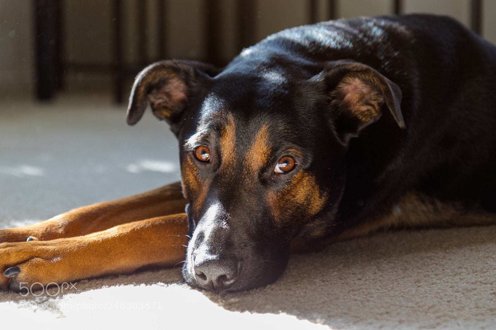 Canon EOS 80D sample photo. Lazy dog photography