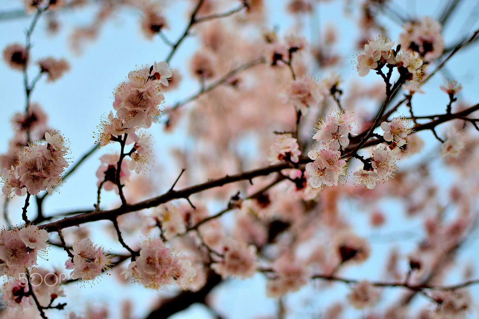 Nikon D5300 + Nikon AF-S DX Nikkor 35mm F1.8G sample photo. Blossom photography