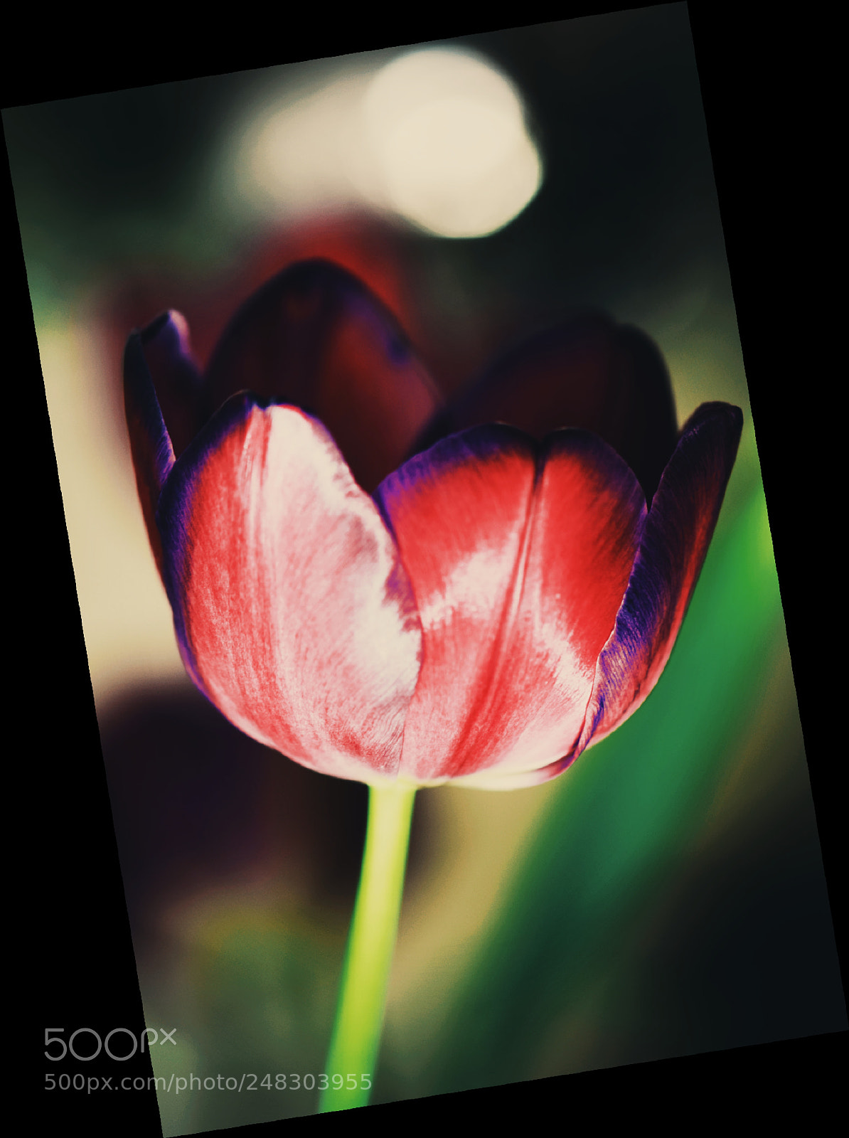 Nikon D5300 sample photo. Untitled photography